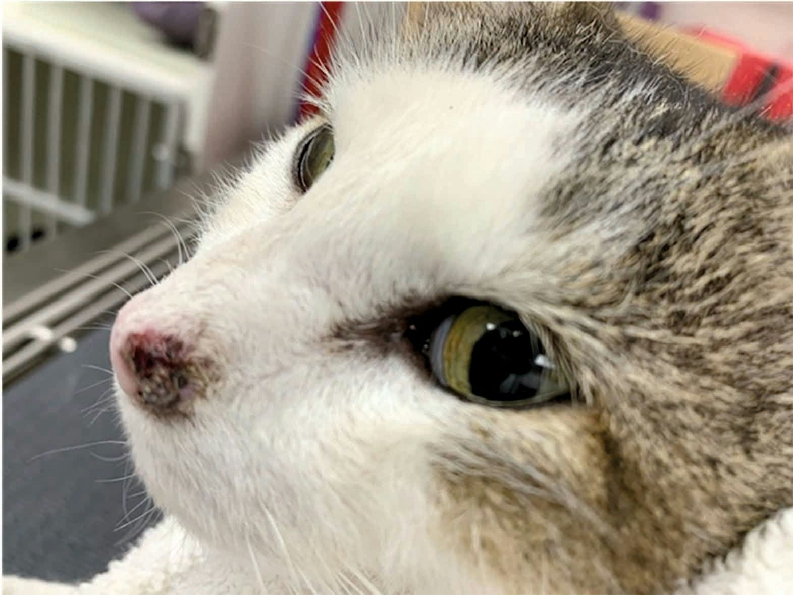 사진 속 고양이는 10살 된 도메스틱 숏헤어 암컷 고양이로 중성화되었으며 농장에서 생활하고 있다. 이 고양이의 콧등 및 코평편 왼쪽에 1년간 아물지 않는 상처처럼 보이는 병변을 생검한 결과 편평세포암으로 진단되었다.