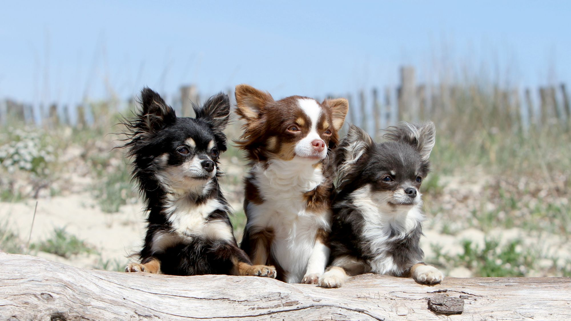 Tres Chihuahuas de pelo largo tumbados sobre un tronco