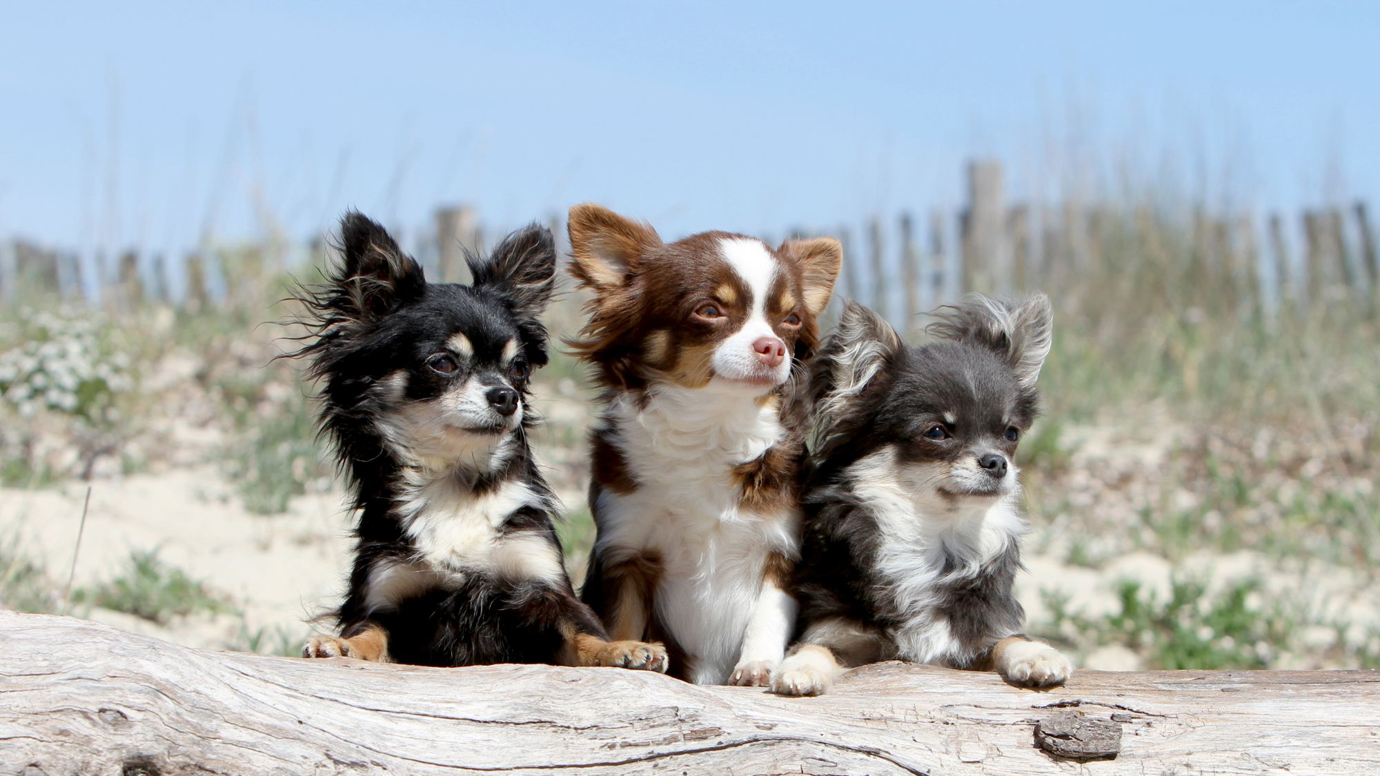 Tres chihuahuas de pelaje largo beige acostados sobre un tronco