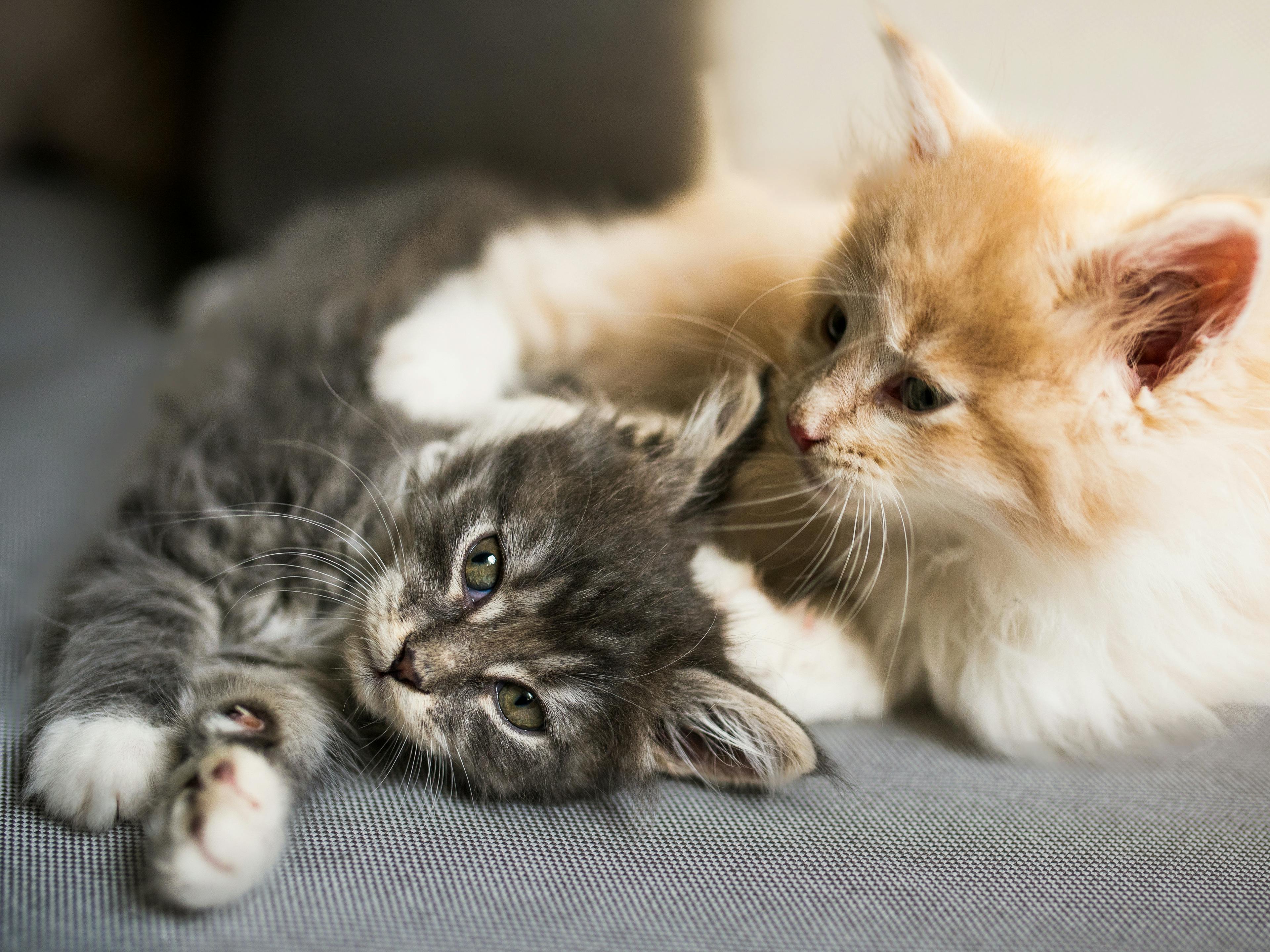 Maine Coon kittens lying down next to each other on a sofa