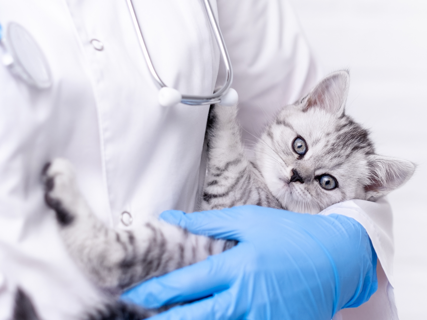 Veterinario con un pequeño gatito gris en brazos en una clínica veterinaria