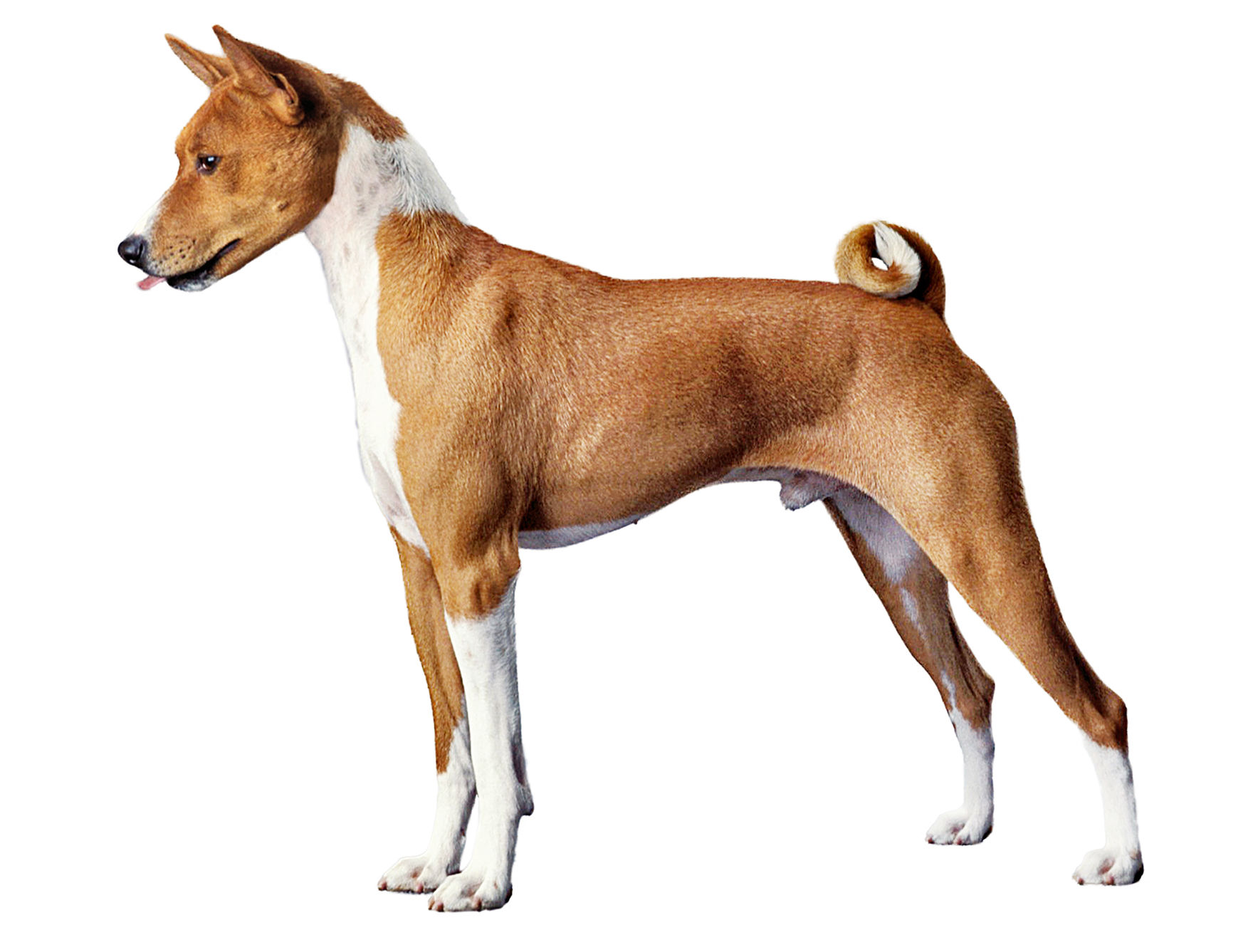 Basenji adult in black and white