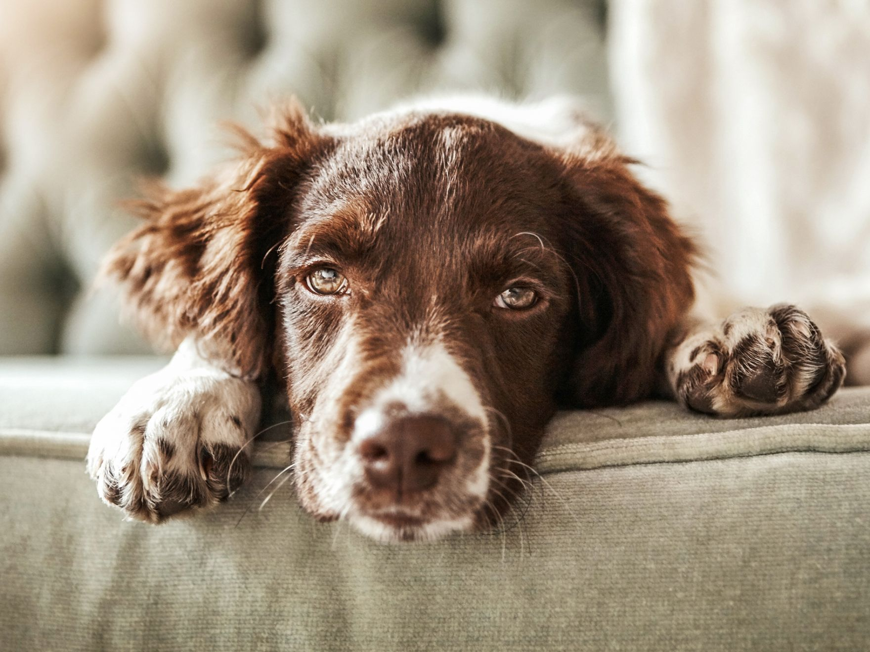 Brown and white spaniel lying on a grey sofa