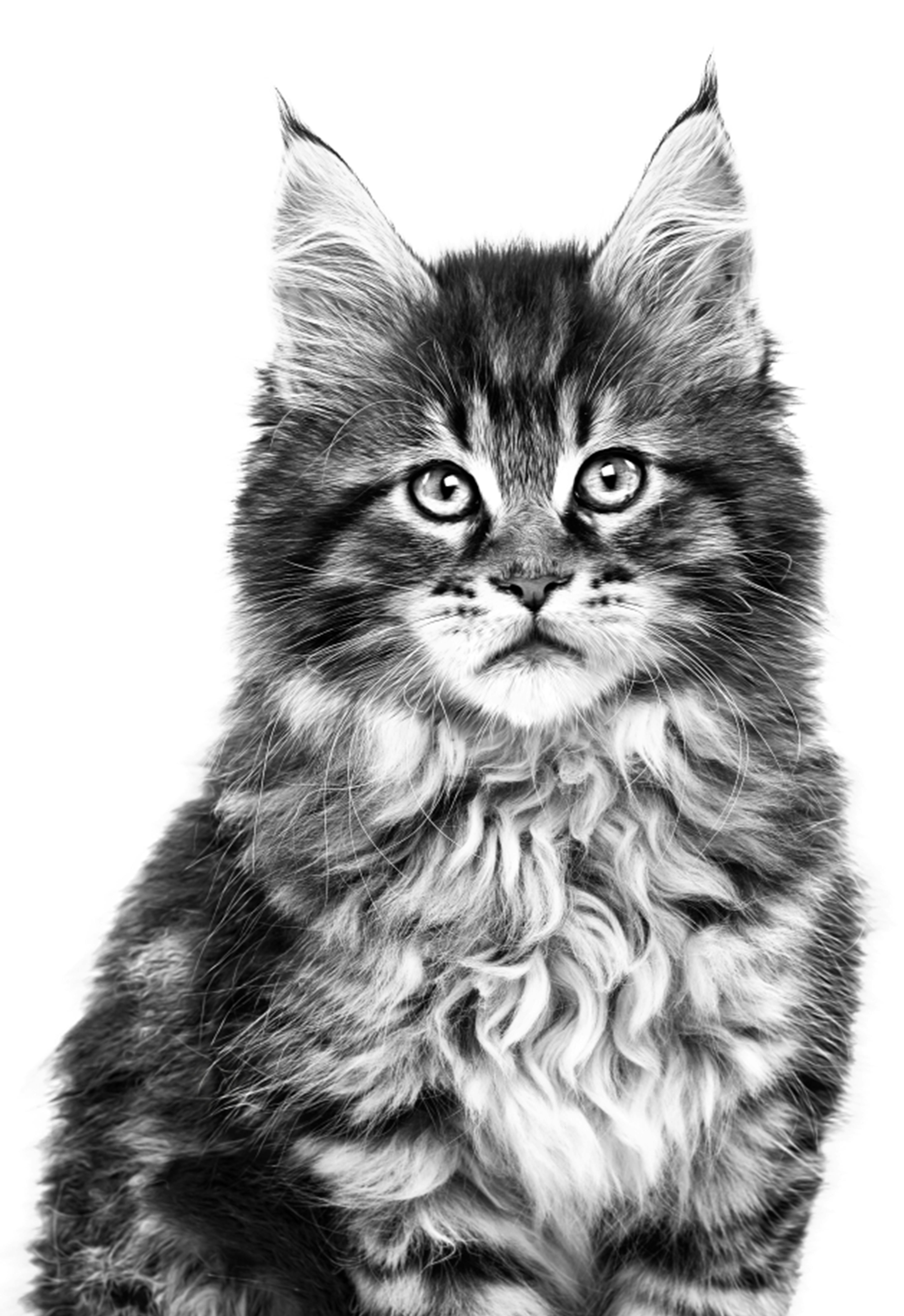 Maine Coon kitten in black and white on a white background