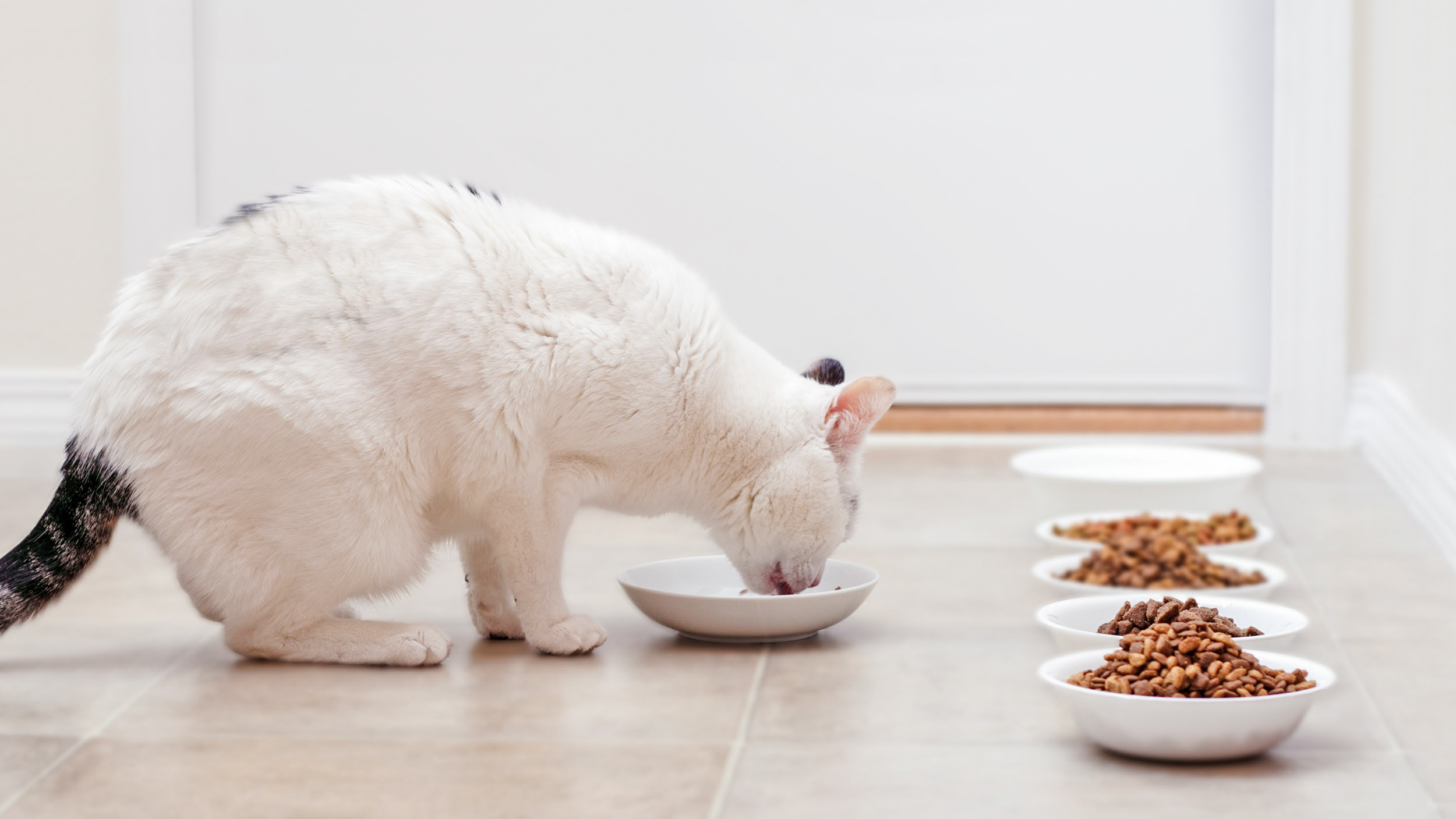 Adult cat sitting down in a kitchen eating from a white ceramic bowl.