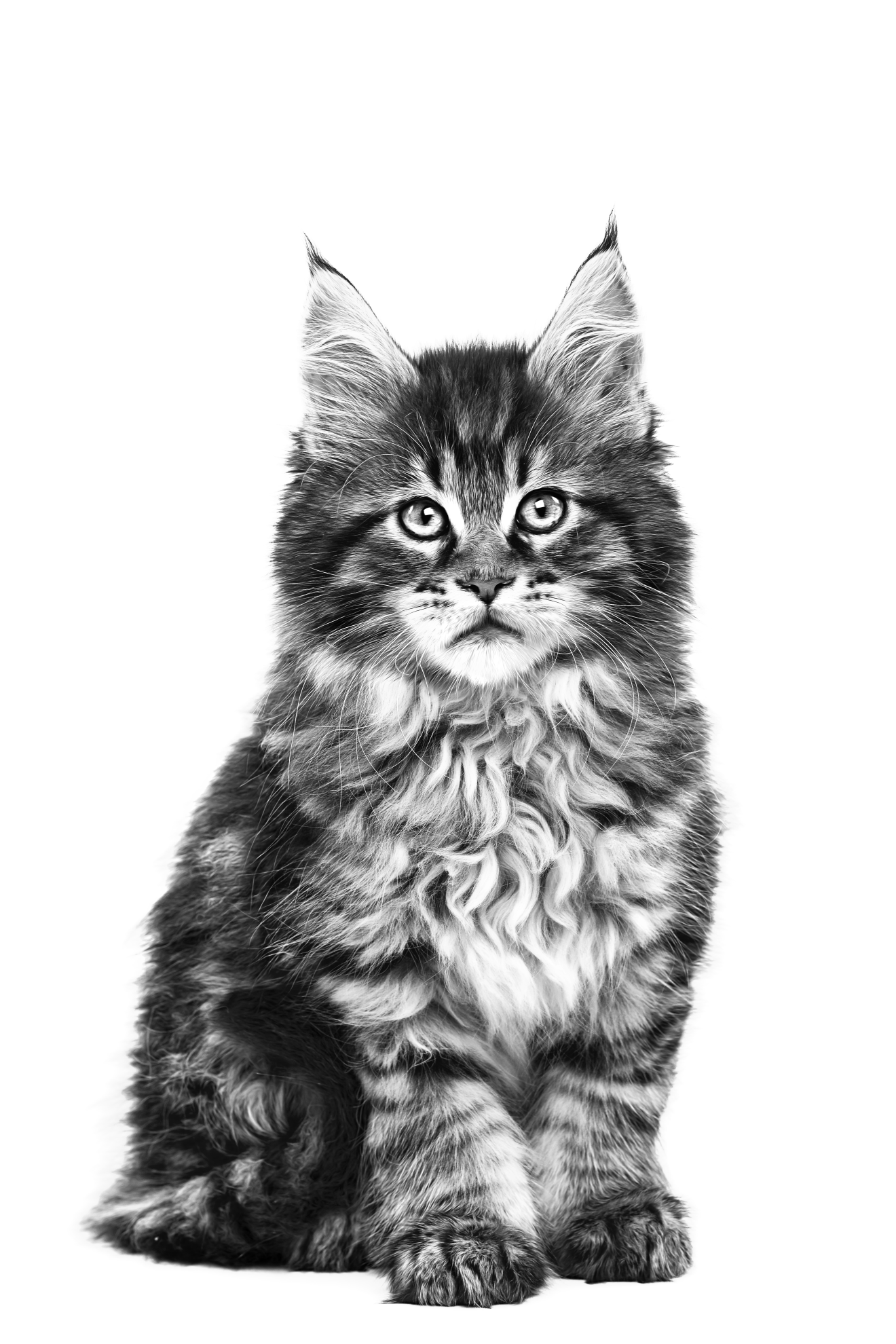 Кошеня мейн-куна, що стоїть, у відтінках сірого на білому тлі