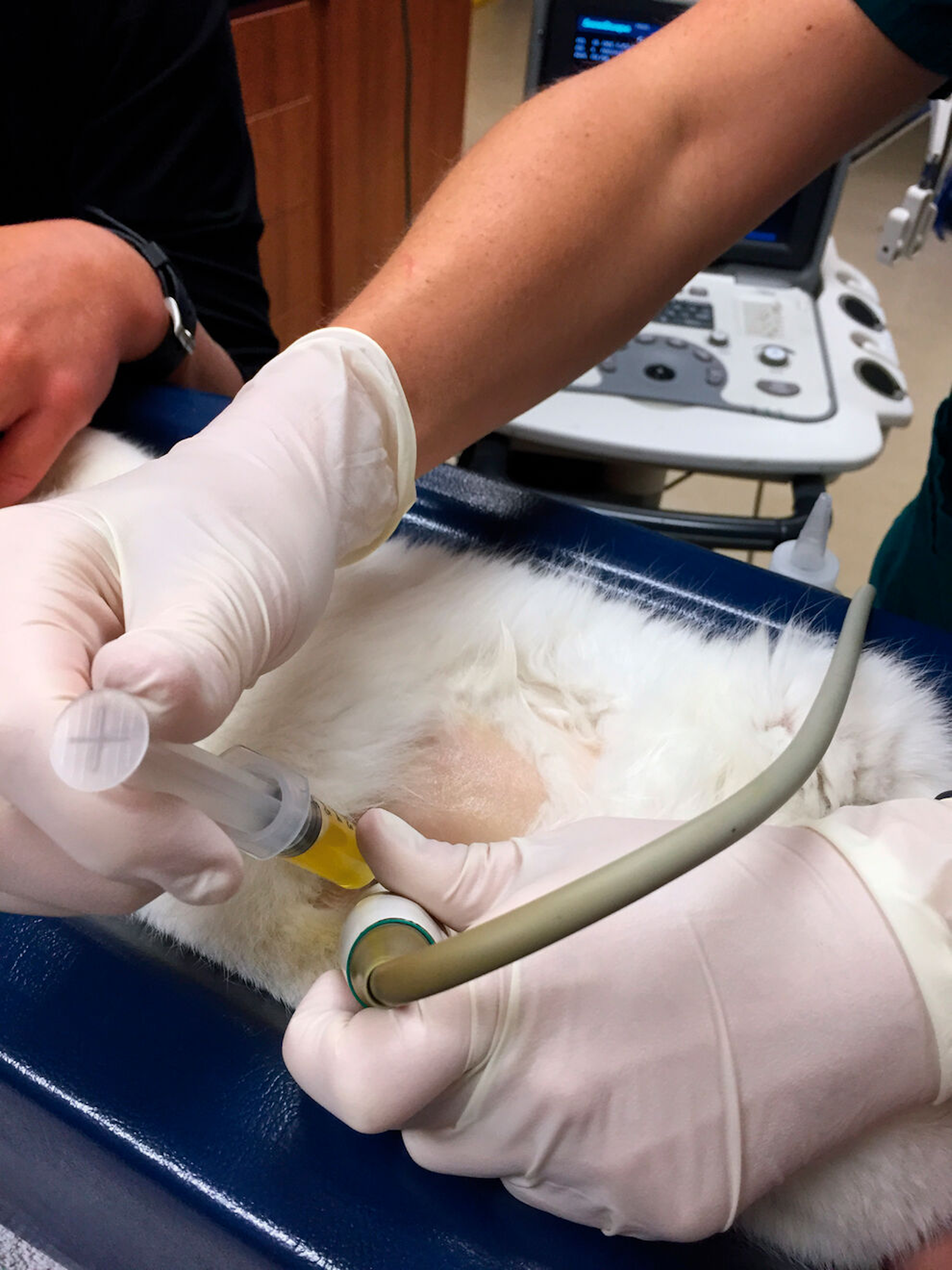 Ultrasound guidance can be useful when obtaining a fluid sample from a cat with ascites. Here, the fluid in the syringe is clearly yellow-tinged and was ultimately characterized as an exudate.