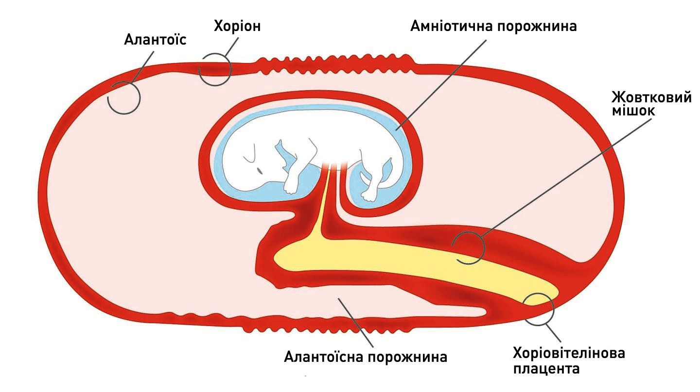 Рисунок 1. Схематичне зображення будови плаценти собаки на пізніх термінах вагітності.Авторство : Redrawn by Sandrine Fontgne