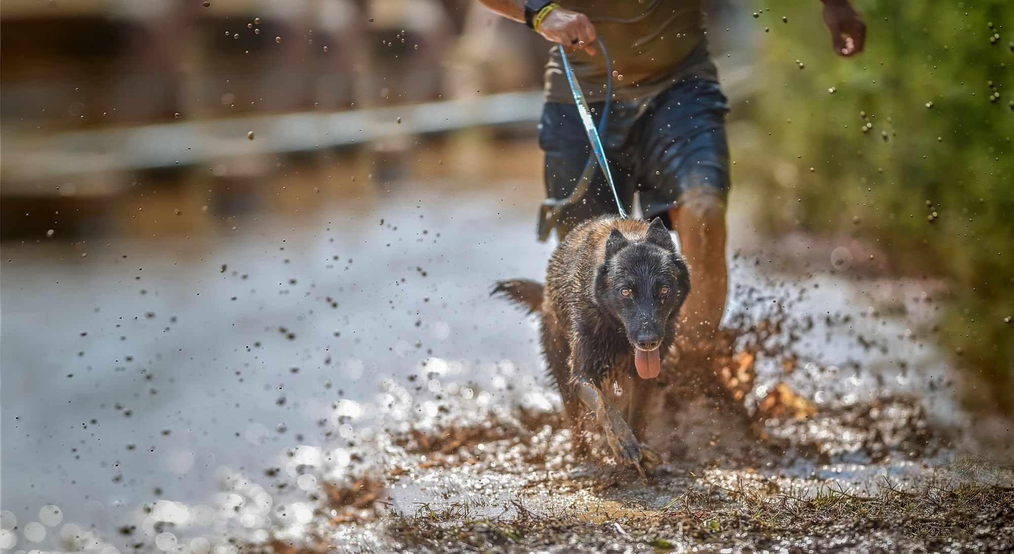 ランニングをする犬に関する記事 Eukanuba