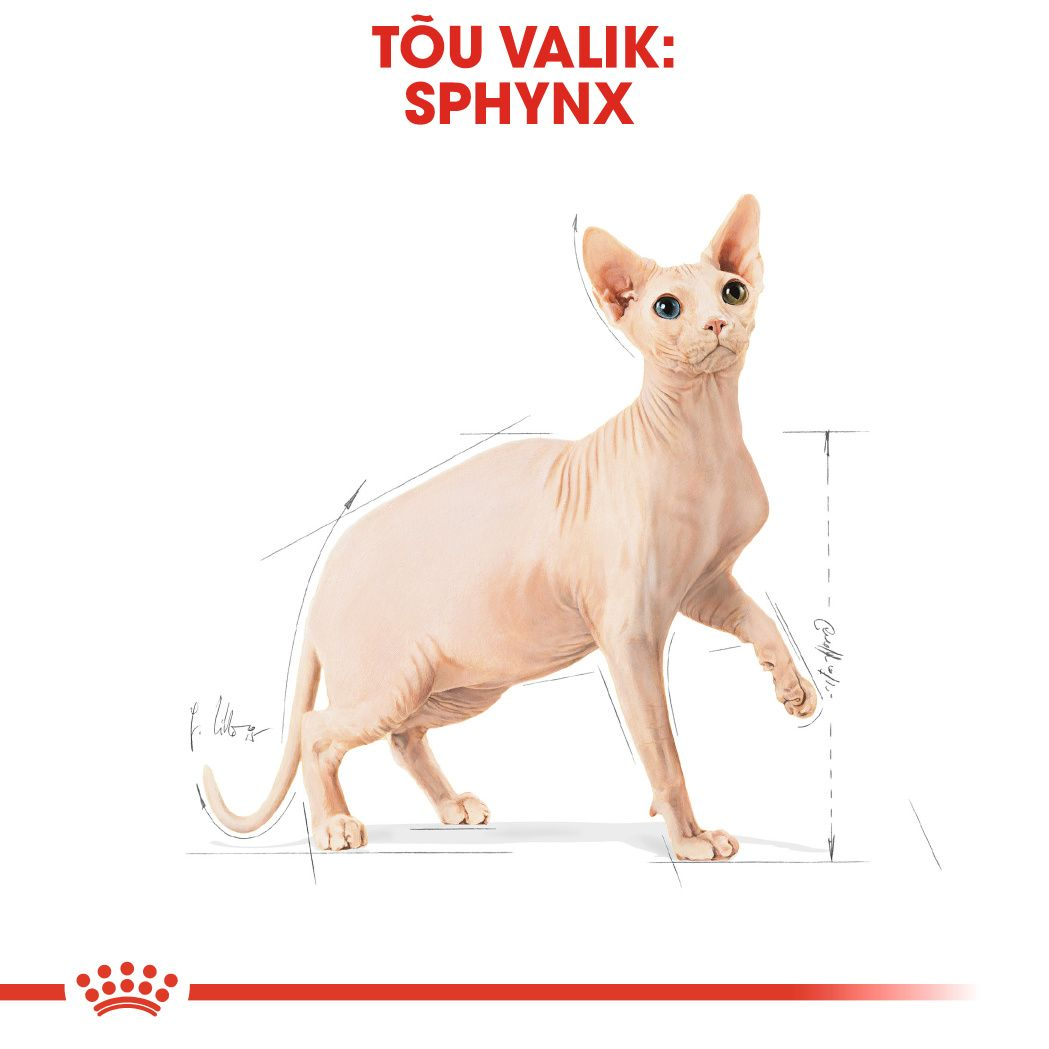 Royal Canin Sphynx Adult kuivtoit