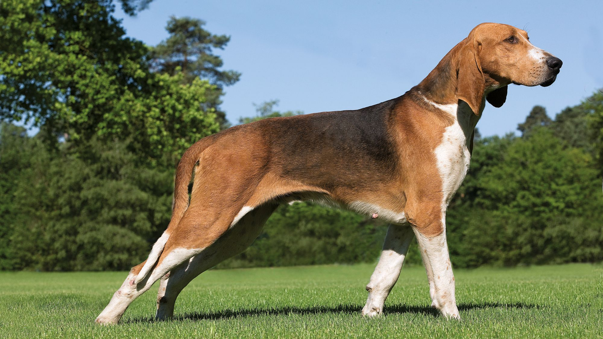 Great Anglo Francais Tricolor Hound stood leaning forward on front two legs