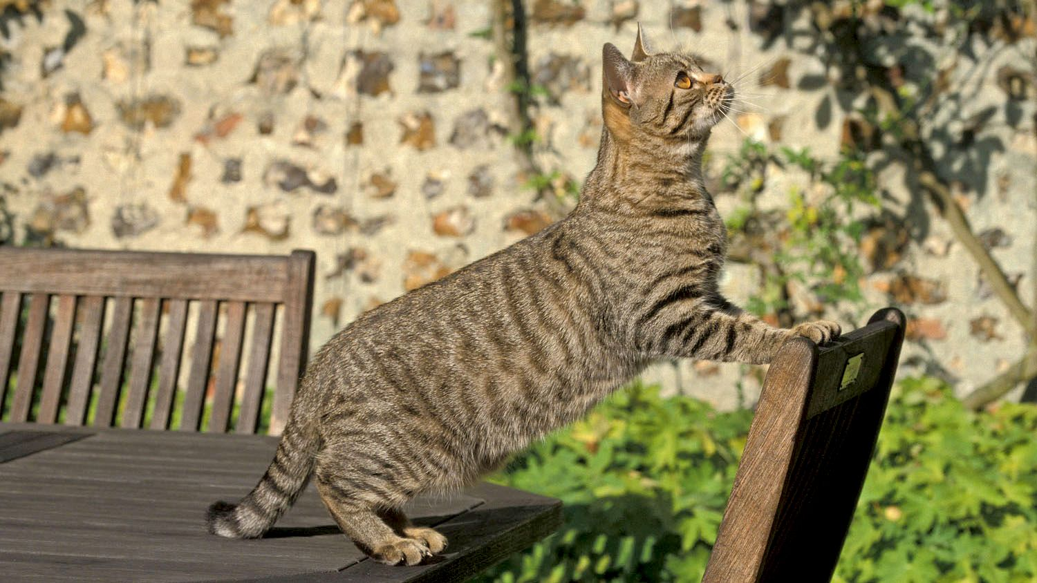 American Shorthair sul tavolo fuori casa, zampe anteriori sulla sedia, mentre guarda in alto