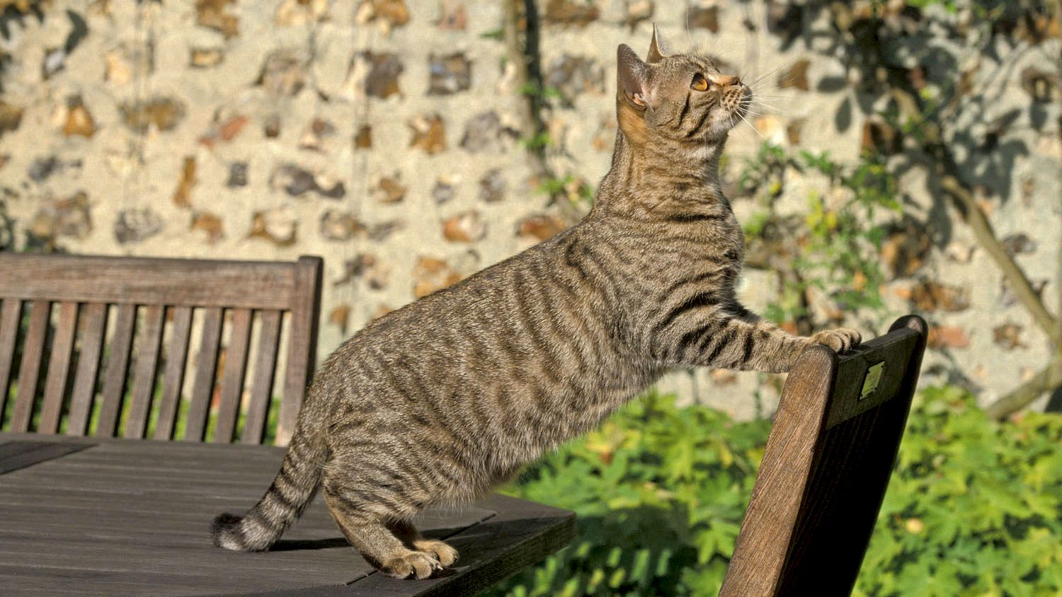 American Shorthair auf Tisch im Freien, Vorderpfoten auf Stuhl, Blick nach oben