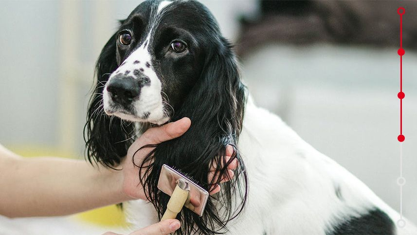 cuidado de pelo canino