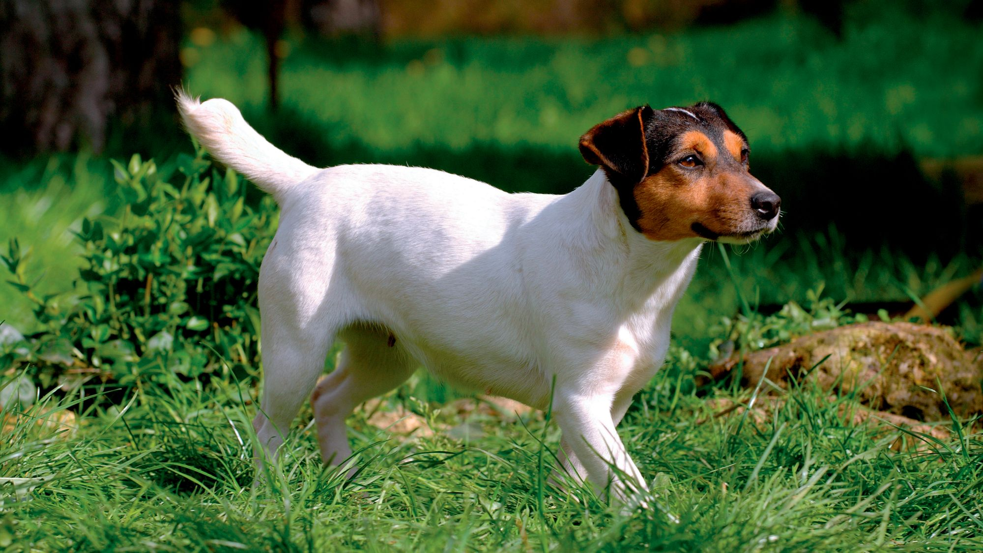 Durch einen Wald streifender Jack Russell