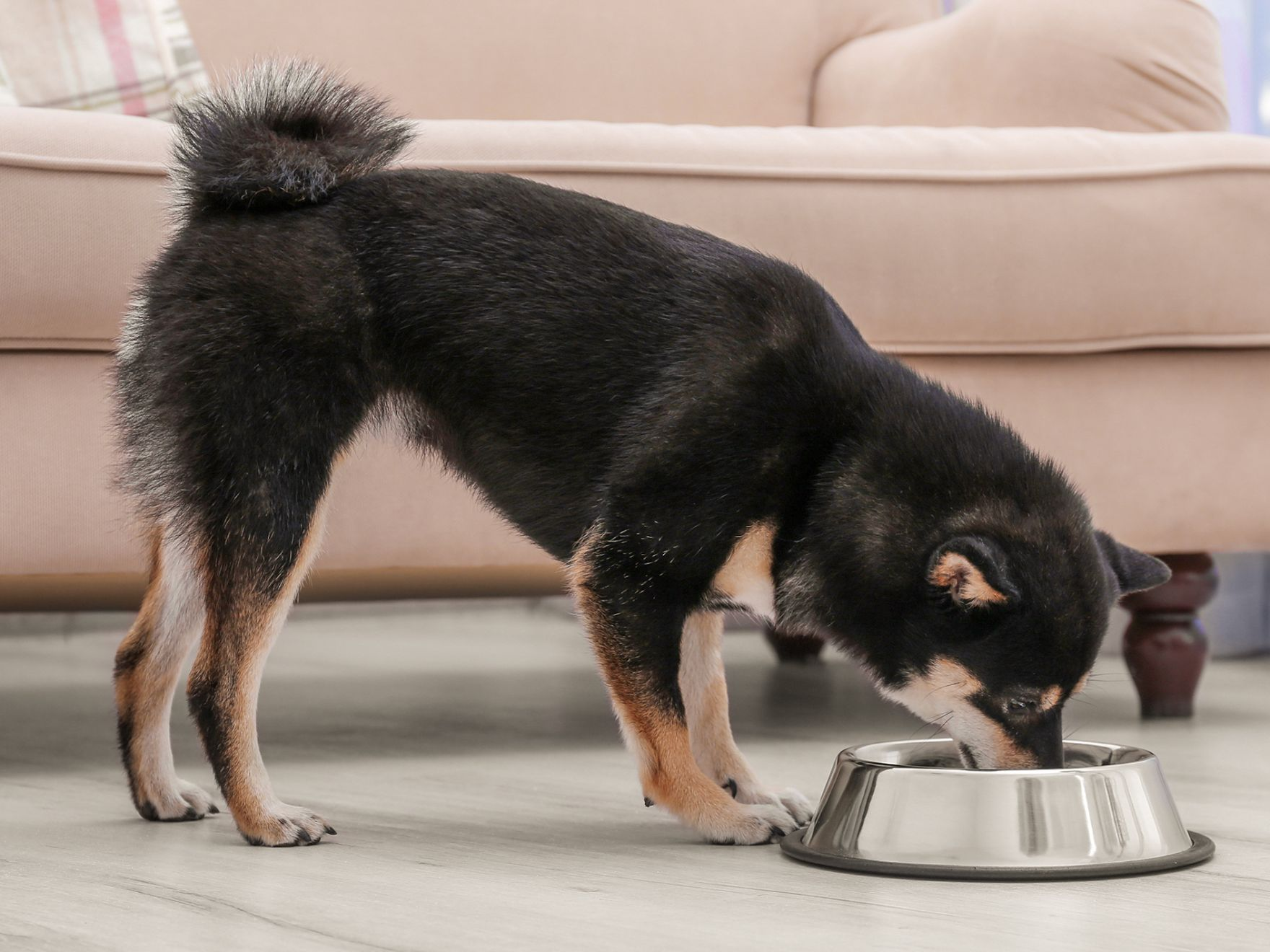 Spitz dog standing in a living room eating from a silver bowl