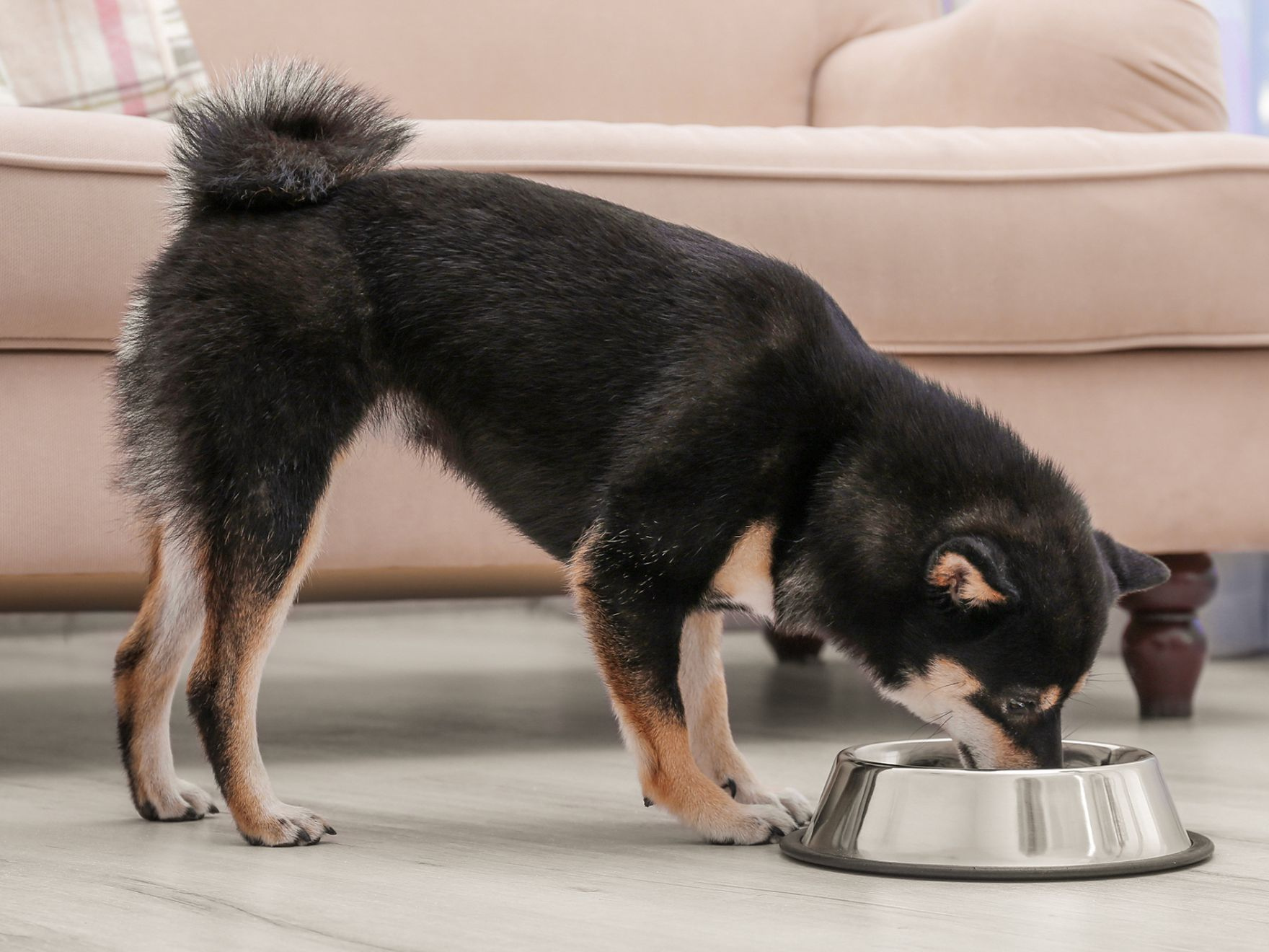 Ein Spitz steht in einem Wohnzimmer und frisst aus einer silbernen Schüssel