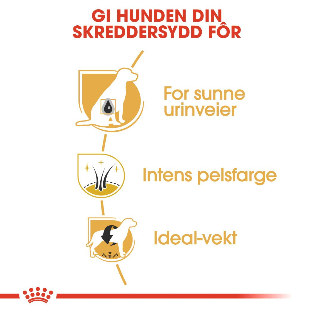 Miniature Schnauzer Adult