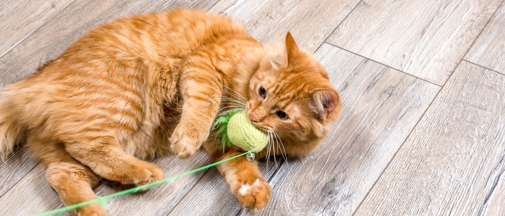 Ginger cat lying on the floor playing with a cat toy