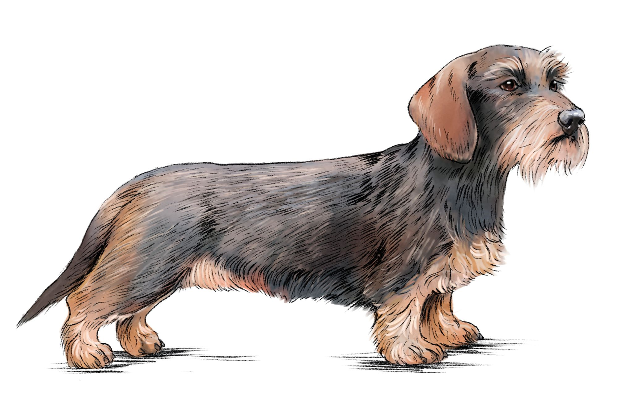 Illustration of black and beige Dachshund