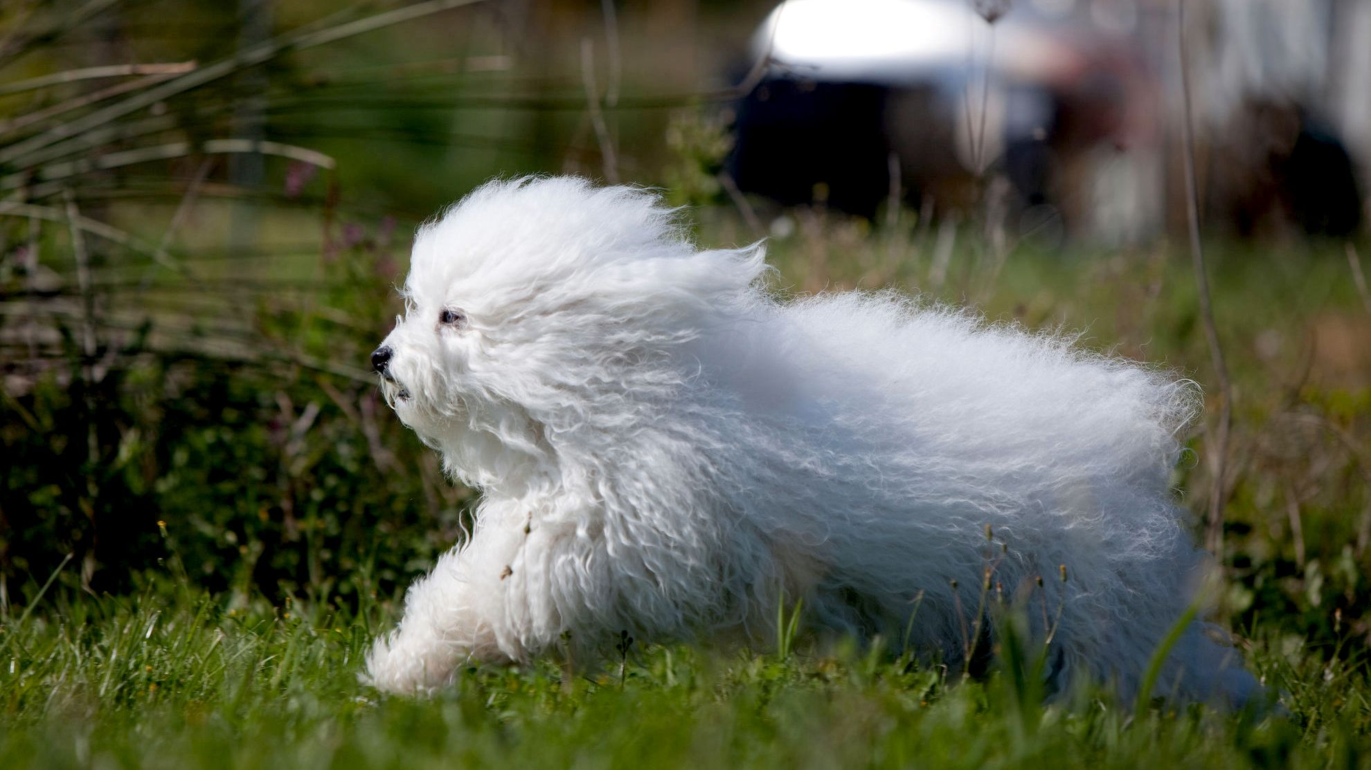 Bolognese bounding through a field, photographed mid-air