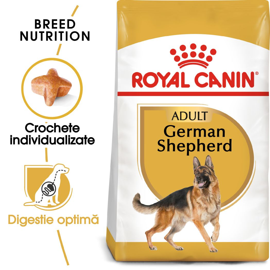 German Shepherd Adult