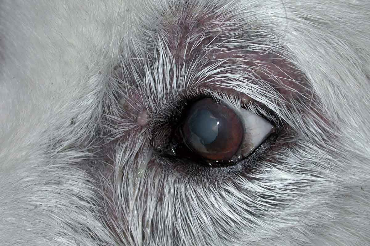 A dog with peri-ocular Malassezia dermatitis
