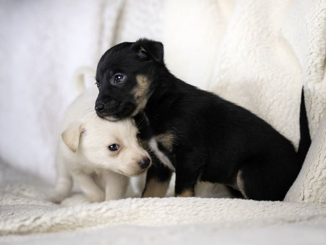 子犬を抱きしめる