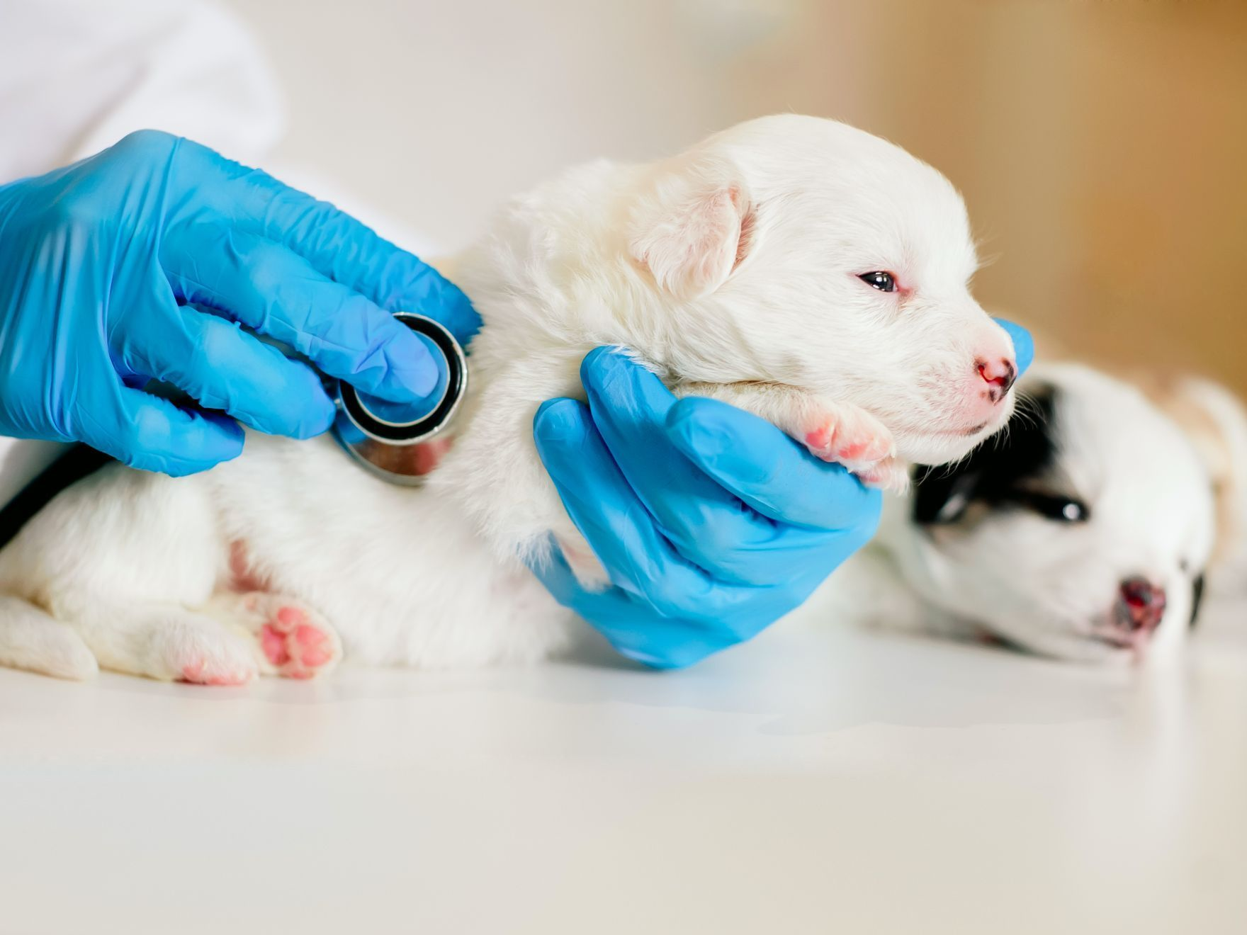 A veterinarian examining a puppy with a stethoscope listens on a table in a veterinary clinic