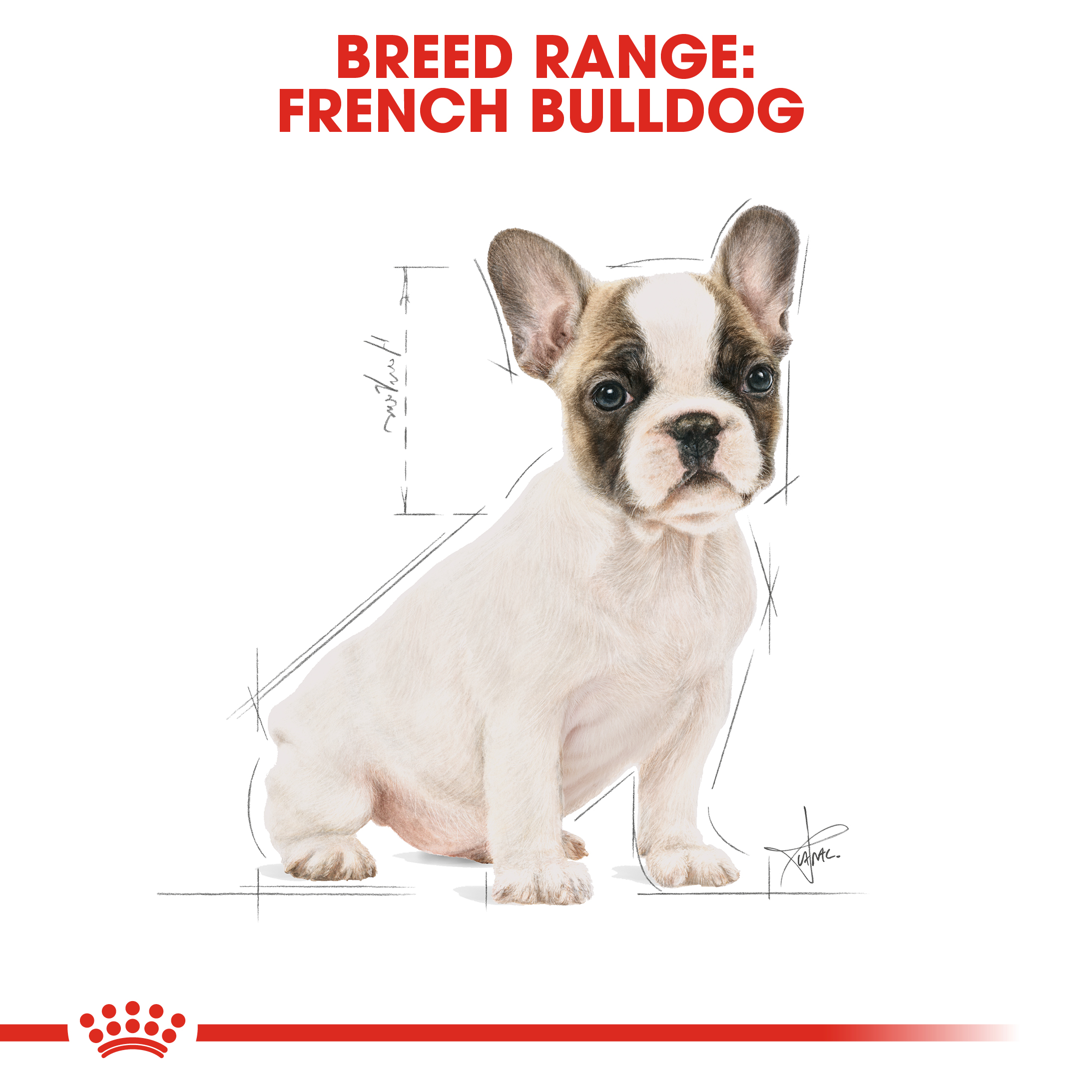 French Bulldog Puppy Kering Royal Canin
