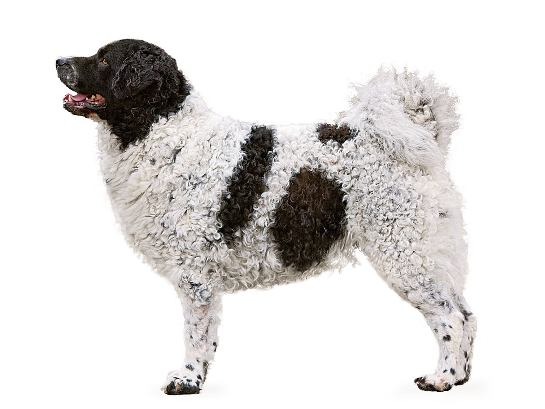 Frisian water dog adult standing