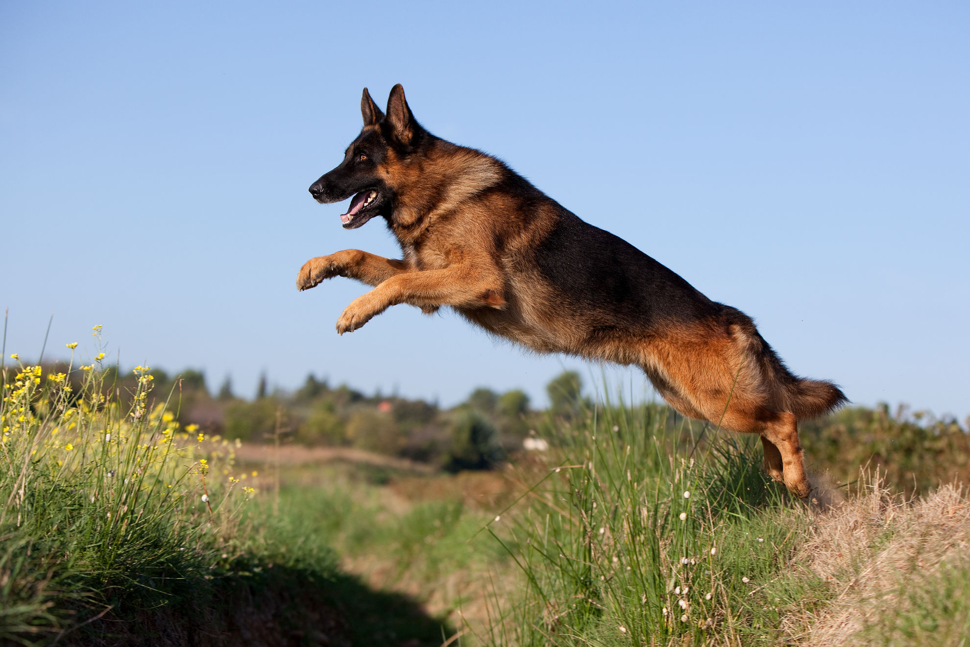 Berger allemand sautant