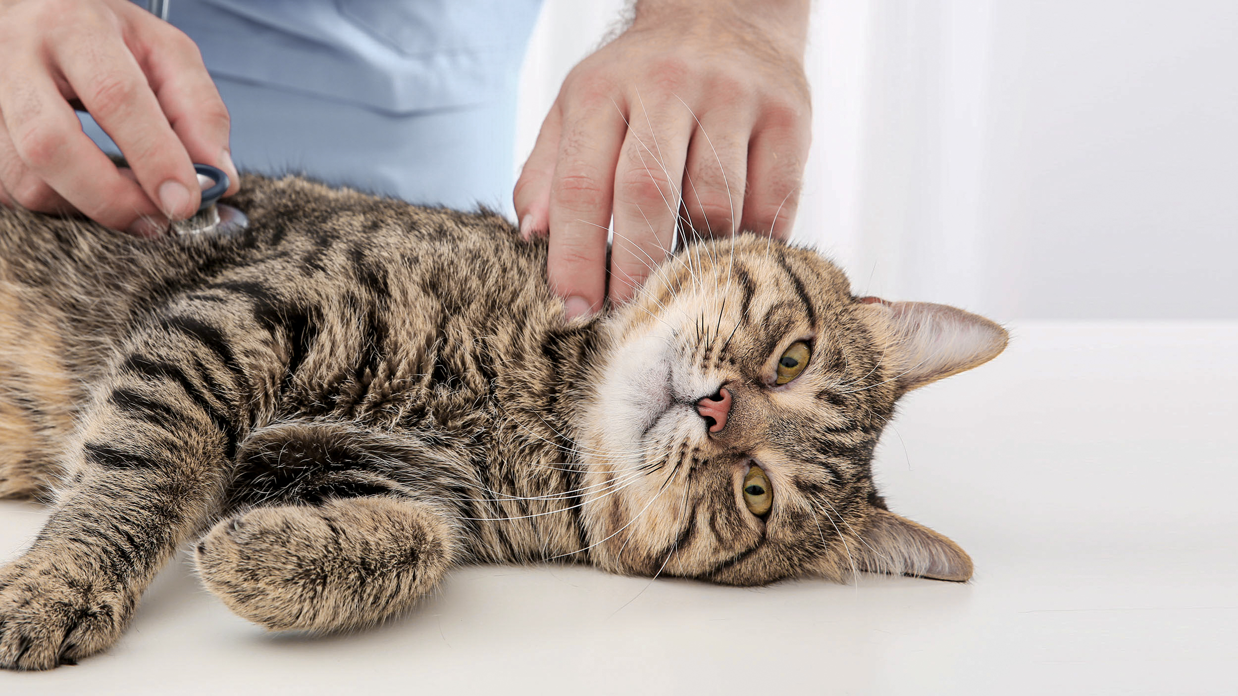 Adult cat lying down on an examination table being checked over by a vet.