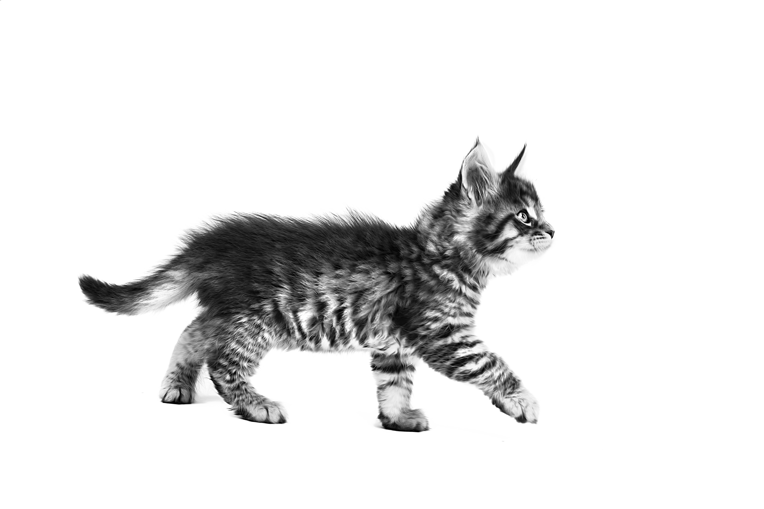 Maine Coon kitten walking in black and white on a white background