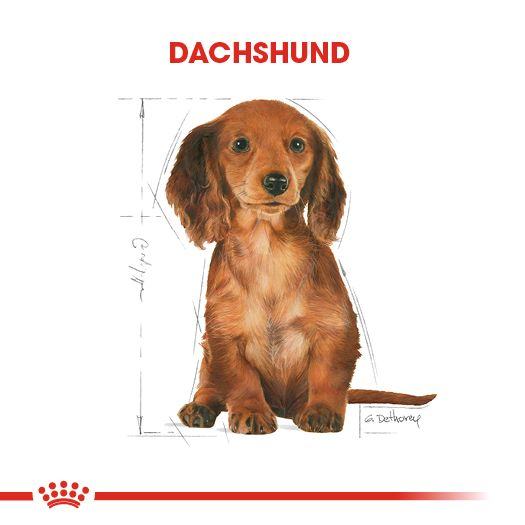 Dachshund Puppy