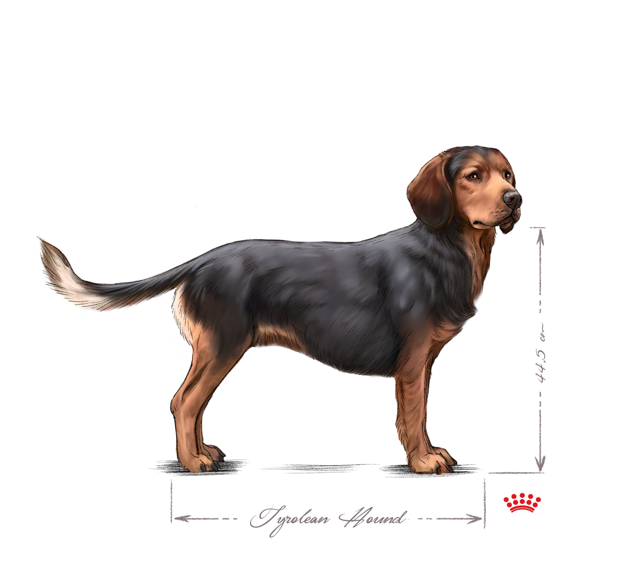 Tyrolean hound adult black and white