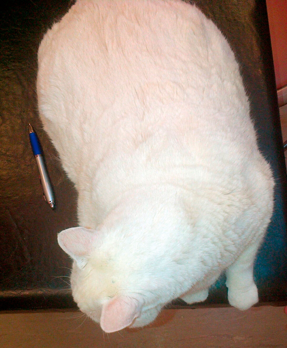 Chat présentant une distension abdominale secondaire à une ascite. Un signe du flot positif est détecté à l’examen clinique du chat en position debout.