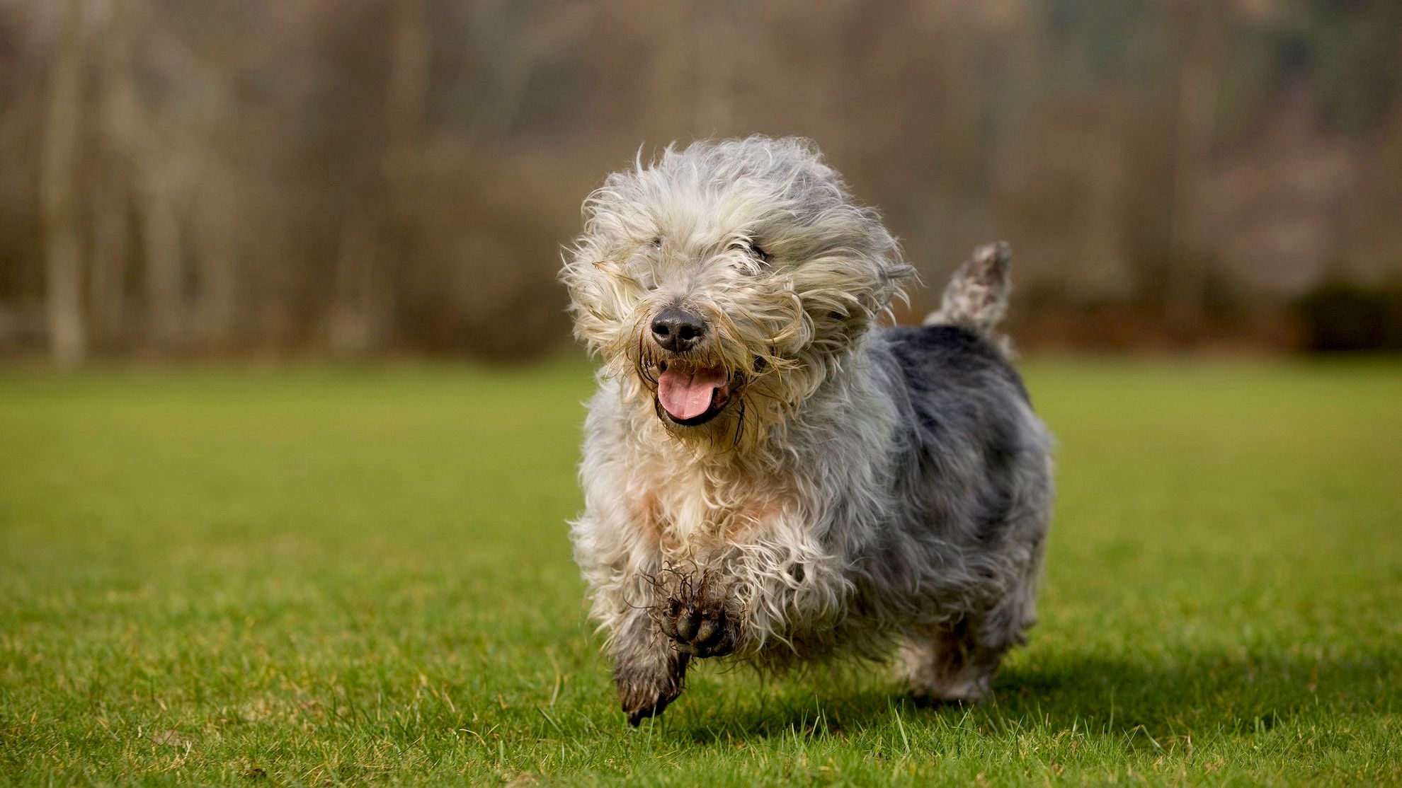Glen Of Imaal Terrier bounding over grass
