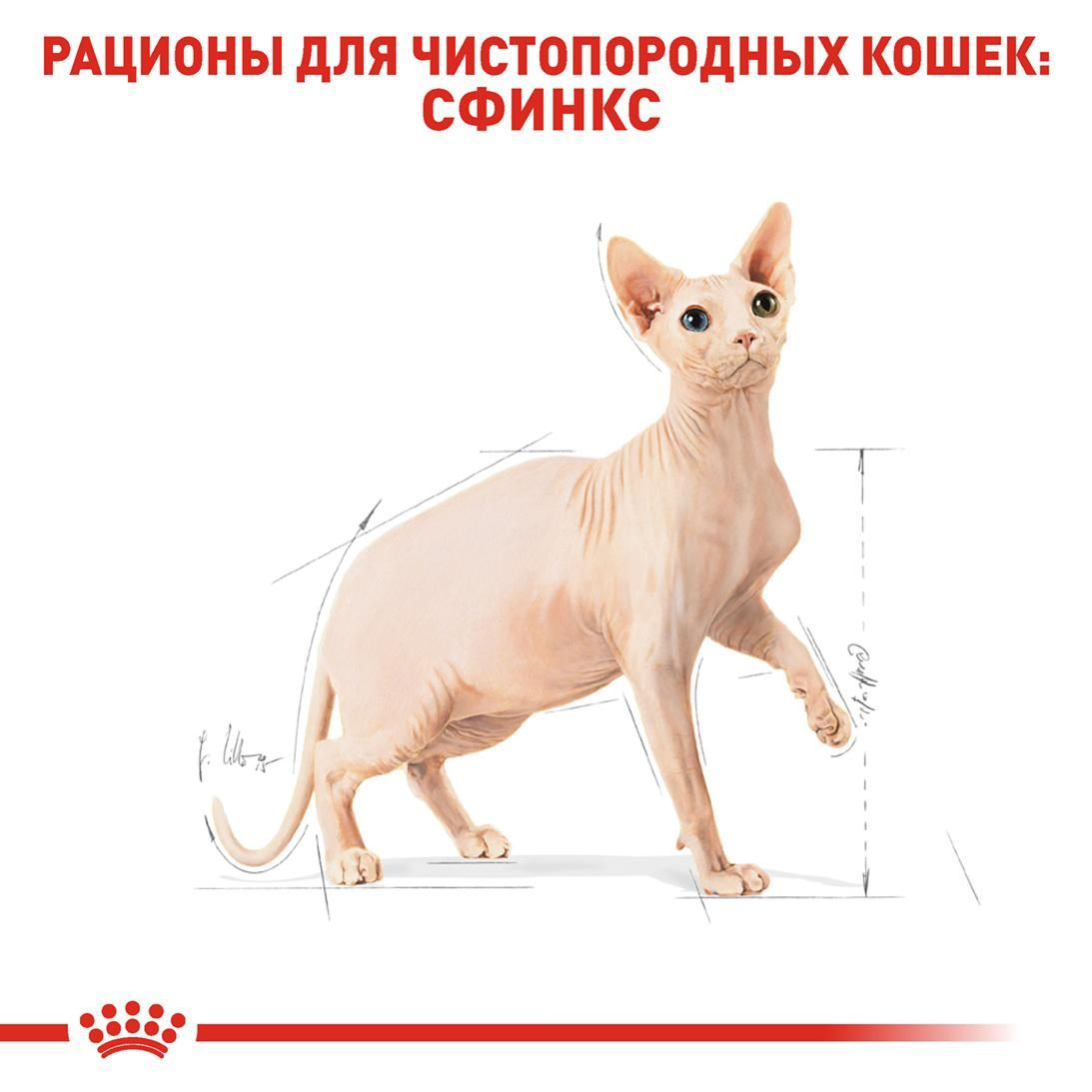 Sphynx Adult