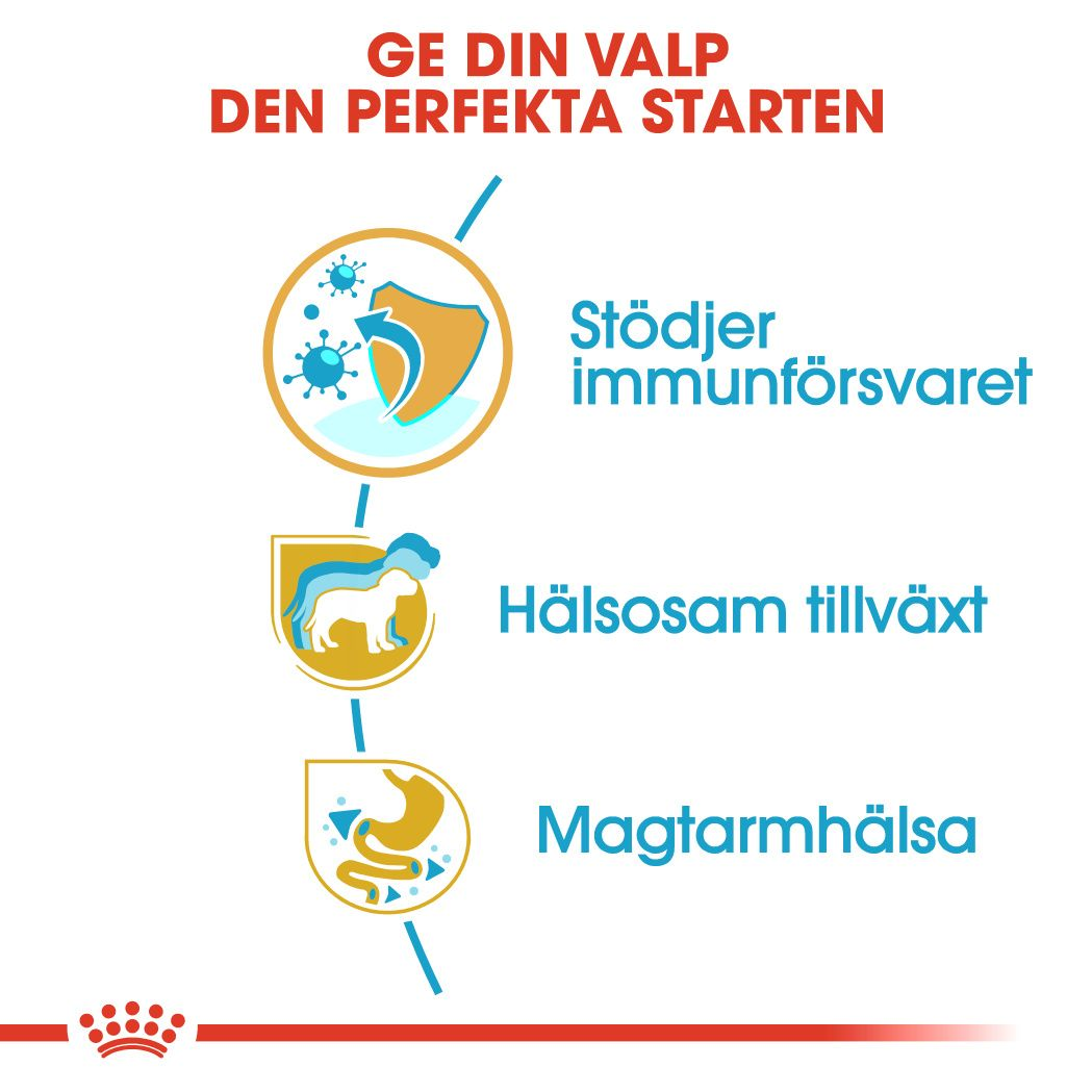 Jack Russell Terrier Puppy