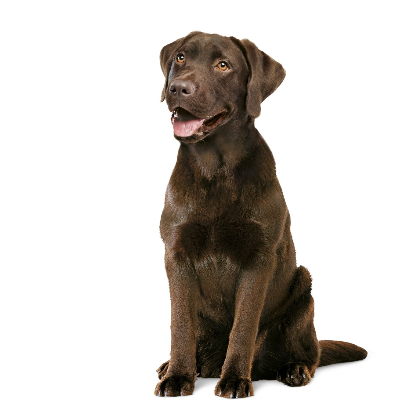 DIGESTION CHEWS