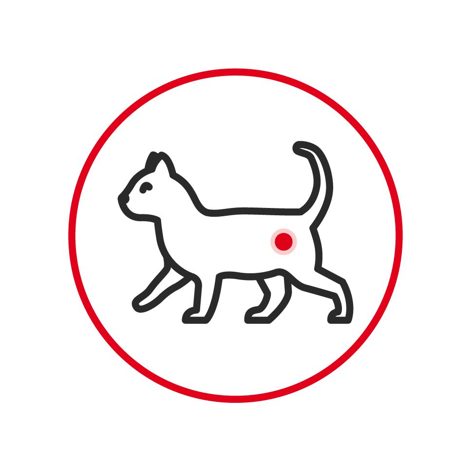 Illustration of a cat with a red pain point circle