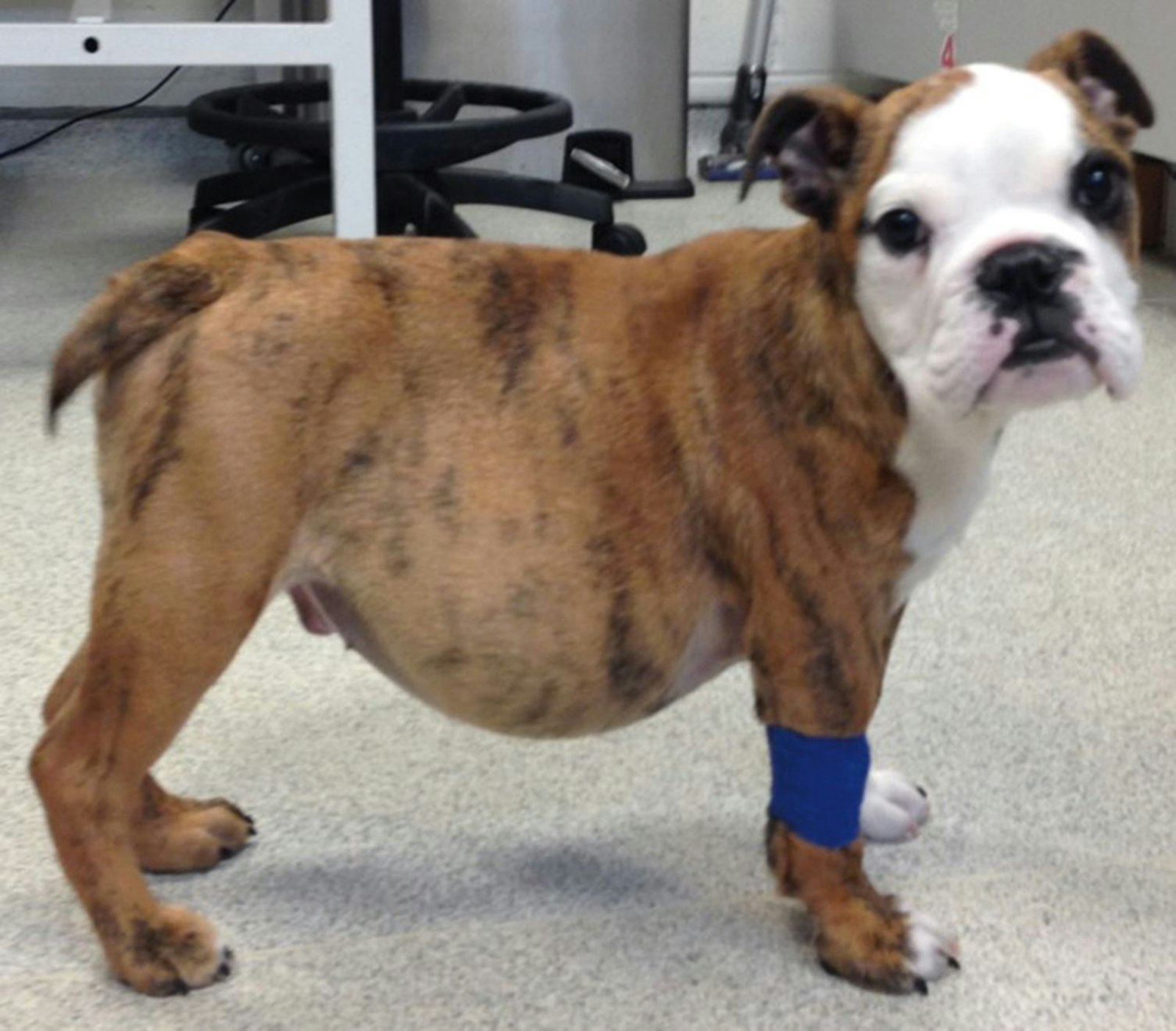 Ascites in an English Bulldog with severe pulmonic stenosis and tricuspid dysplasia.