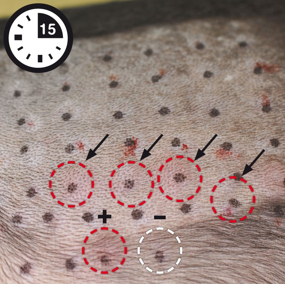 vet-focus-31-2-retos-en-el-diagn-stico-de-la-dermatitis
