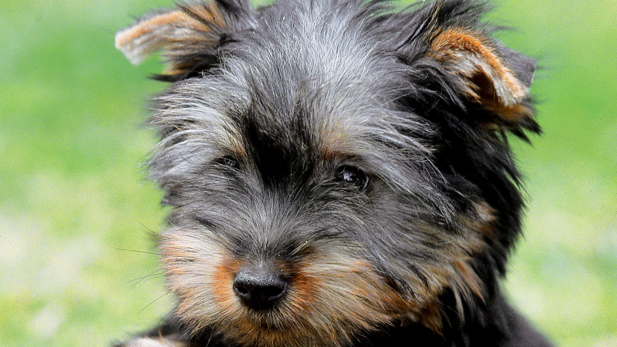 Close-up of Australian Silky Terrier puppy