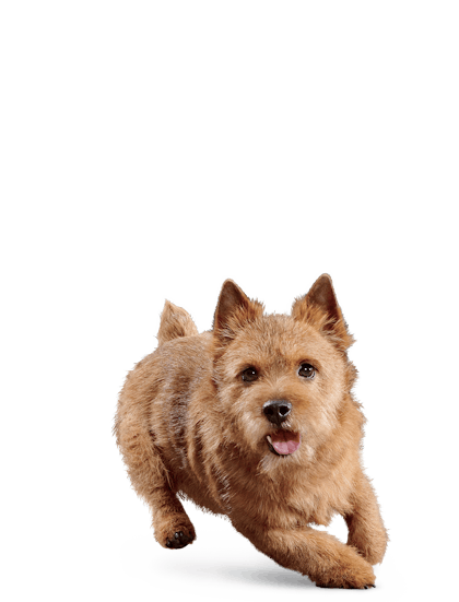 Eukanuba SENIOR SMALL BREED Eukanuba