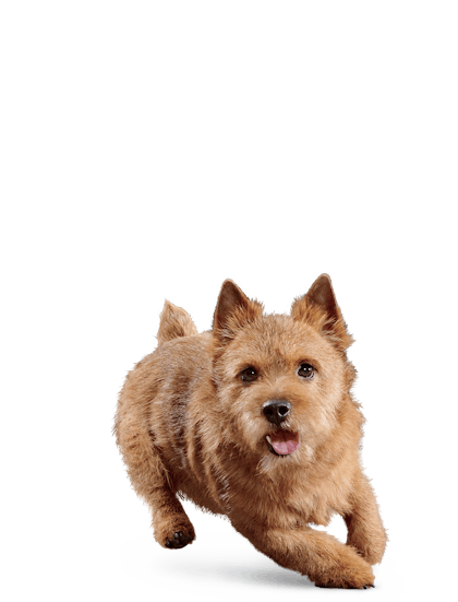 Eukanuba - Senior Small Breed - Facing Illustration (2019 Restage)