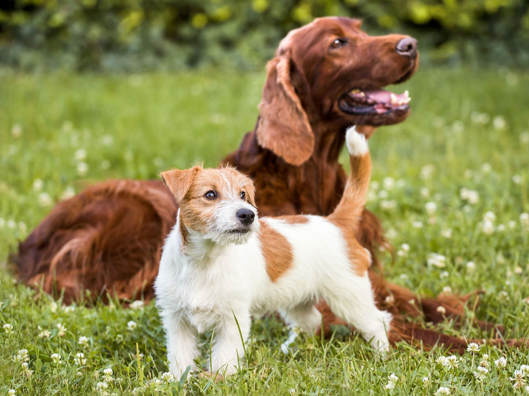 Voksen Jack Russel Terrier og Irish Red Setter ute i en hage