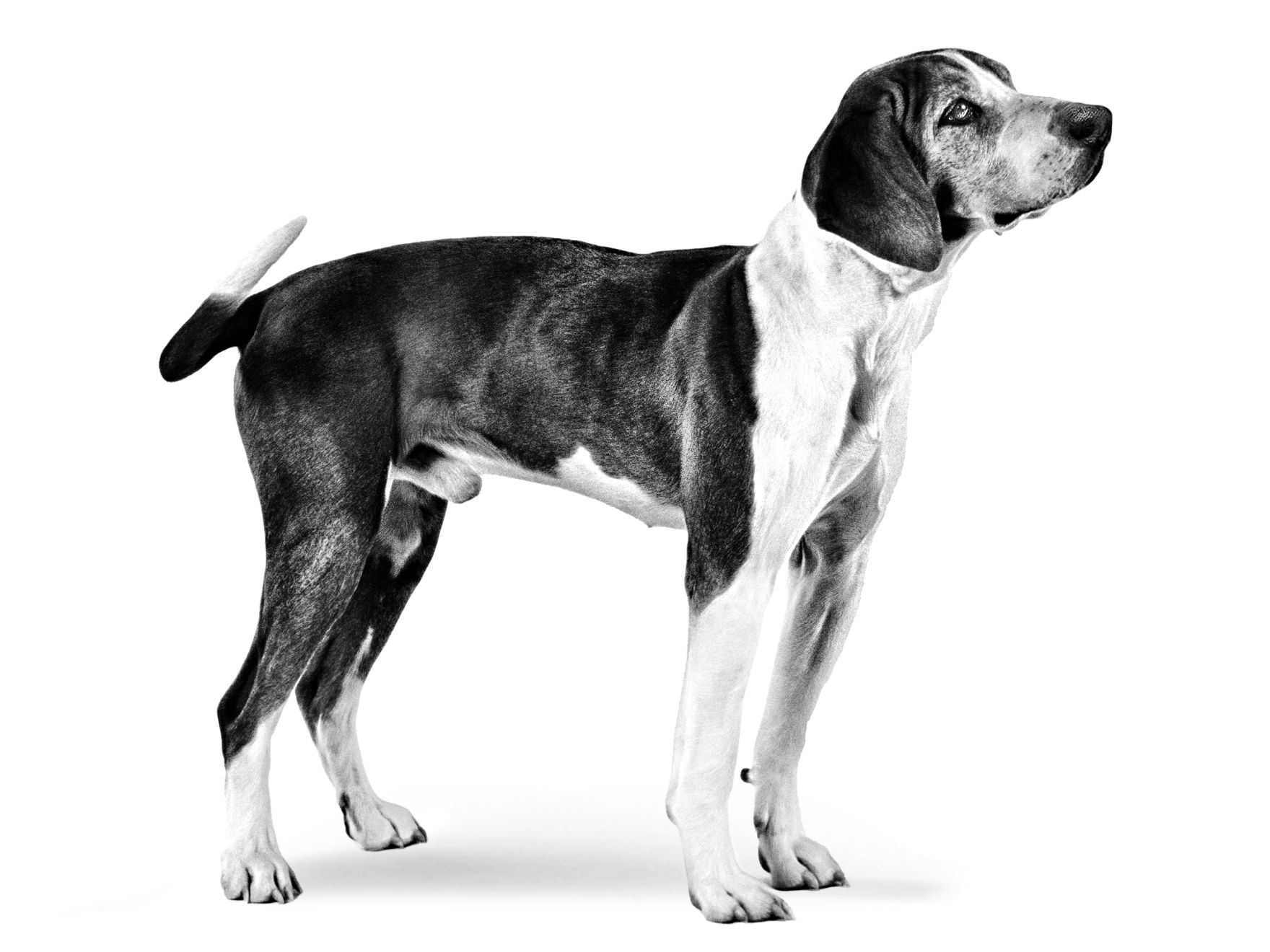 Hygen Hund adulto in bianco e nero