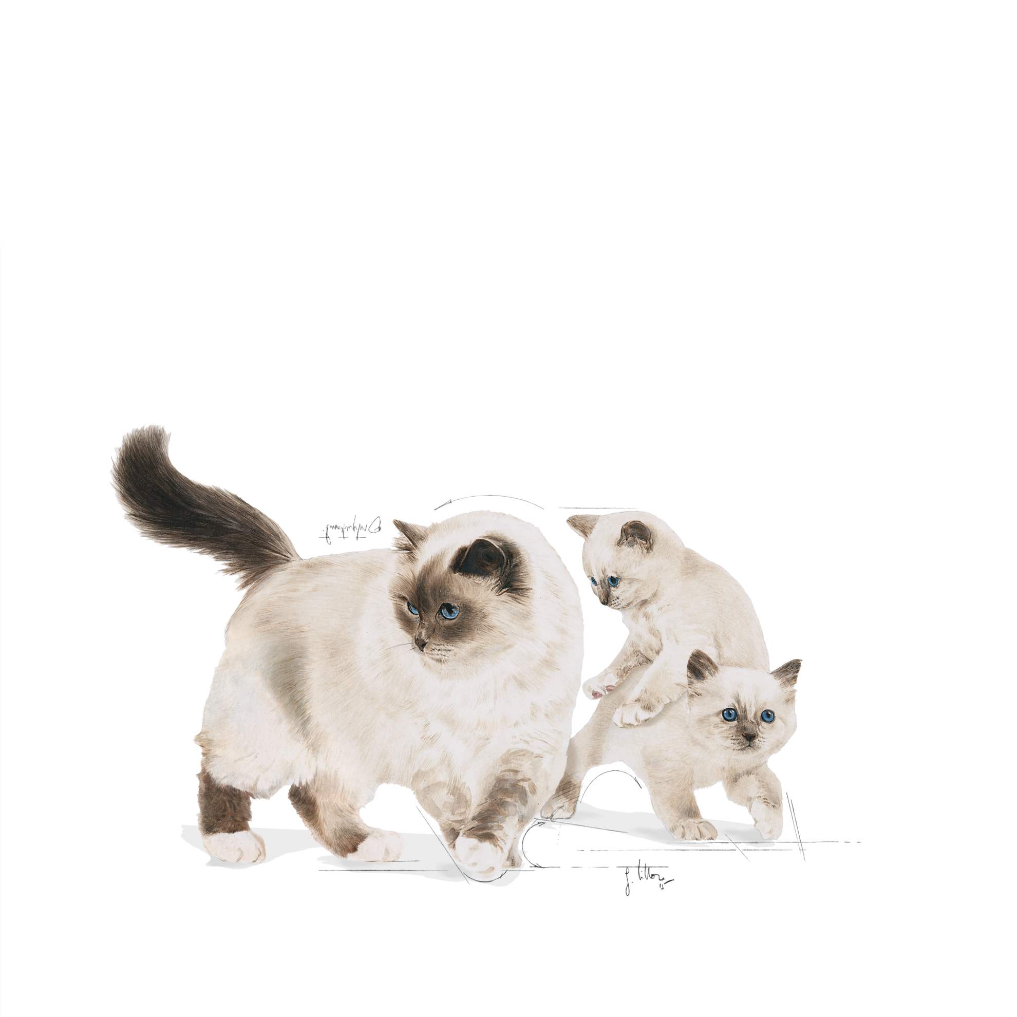 Mother and Babycat Ultra Soft Mousse Royal Canin Singapore